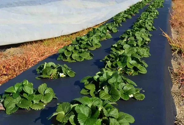 Агроволокно укрывное 100 UV Черное 1.6 х 50 м "AgroStar"